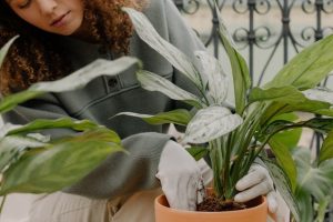 Fascination of Plants Day