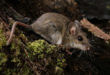 Hantavirus