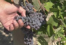 Siccità grappoli in sofferenza Coldiretti