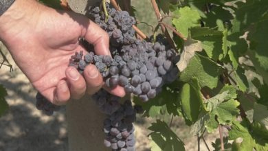 Siccità grappoli in sofferenza Coldiretti