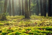 cambiamento climatico foreste europee