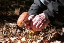 raccolta funghi