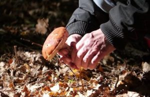 raccolta funghi
