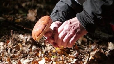 raccolta funghi