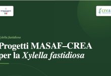 Xylella fastidiosa