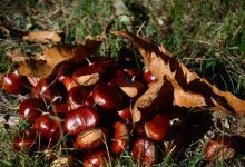 Castagneti Piemonte