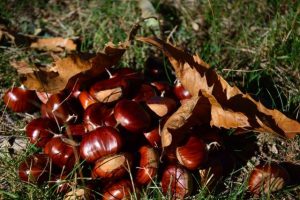 Castagneti Piemonte