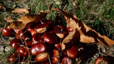 Castagneti Piemonte