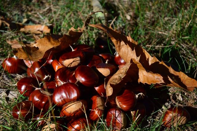 Castagneti Piemonte