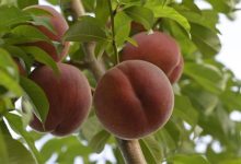Confcooperative Agroalimentare e Pesca Piemonte allarme pesche