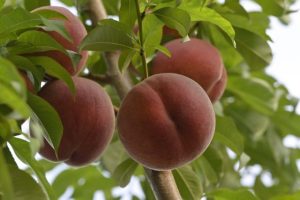 Confcooperative Agroalimentare e Pesca Piemonte allarme pesche