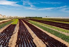 agroalimentare bollettino creagritrend