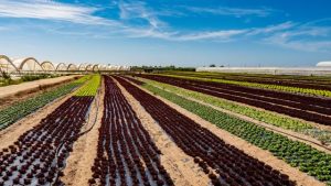 agroalimentare bollettino creagritrend