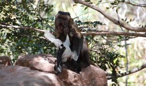 Capuchin birdprey consumo carne