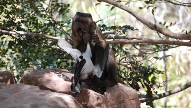 Capuchin birdprey consumo carne