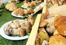 Funghi in Piazza Cirié