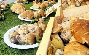 Funghi in Piazza Cirié