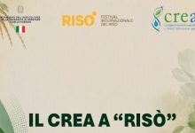 crea risò 2026