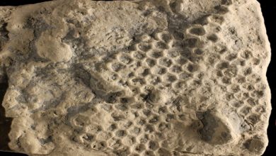 identikit paleodictyon tesse esagoni