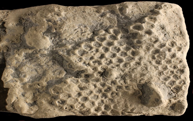 identikit paleodictyon tesse esagoni