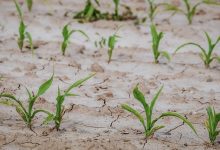 siccità stato di calamità naturale