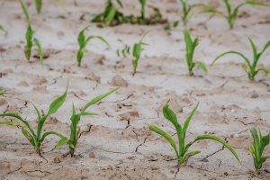 siccità stato di calamità naturale