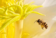 EurBee 11